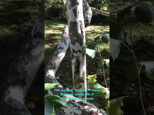 The WIDEST Tree in Pennsylvania - HUGE American Sycamore!