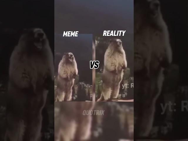 Fake vs Reality #funny #memes