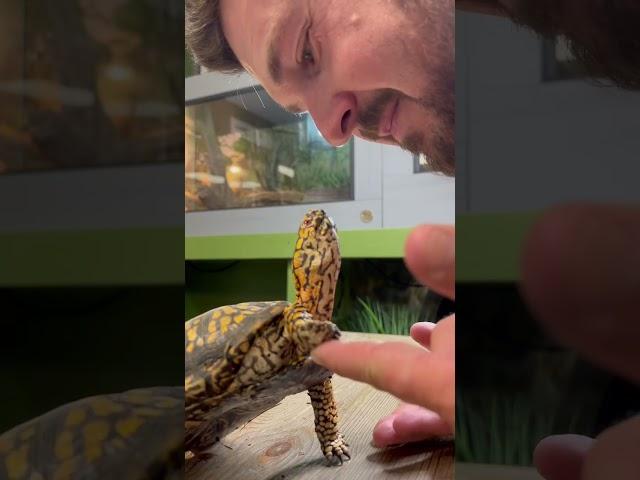 Turtle Gives Paw!  #shorts