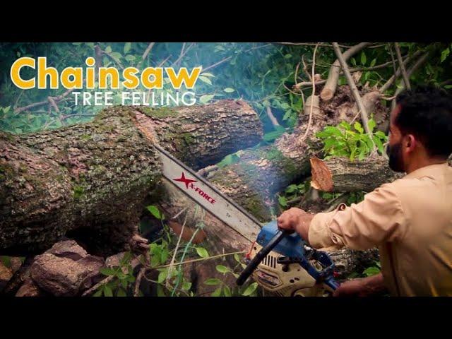 Felling a Tree with a Chainsaw  |Qazi Anas Vlogs|