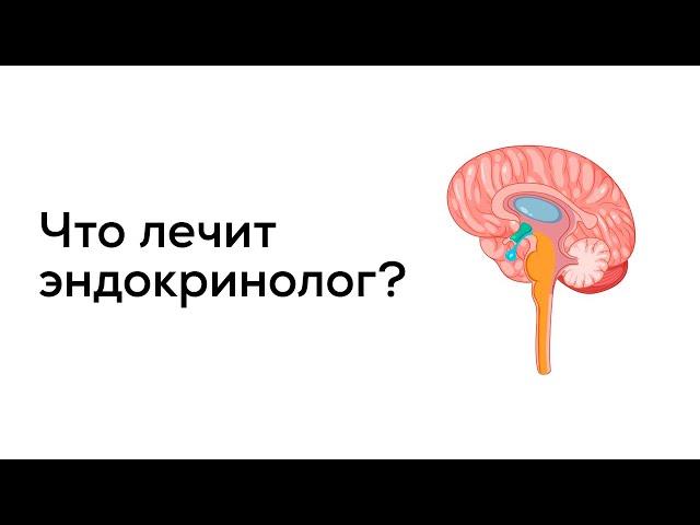 Что лечит врач-эндокринолог?