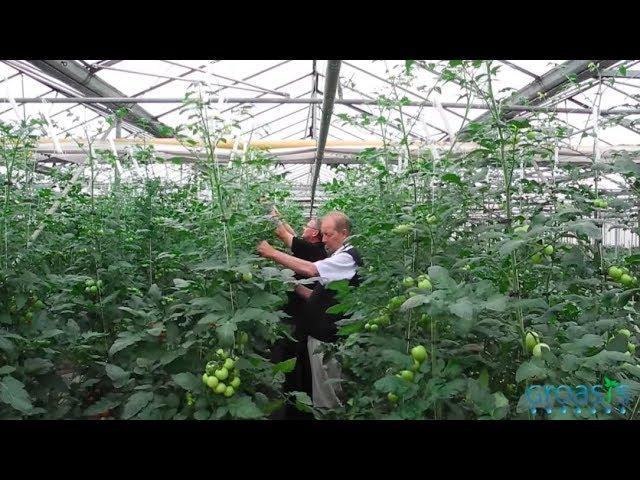 Episode 7 - Grow vegetables without the use of drip irrigation and save water