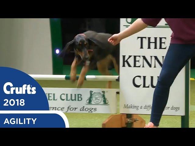 Rescue Dog Agility | Crufts 2018