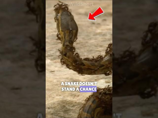 Can Ants Kill a Snake?  || Ants Swarm and Attack a Snake!