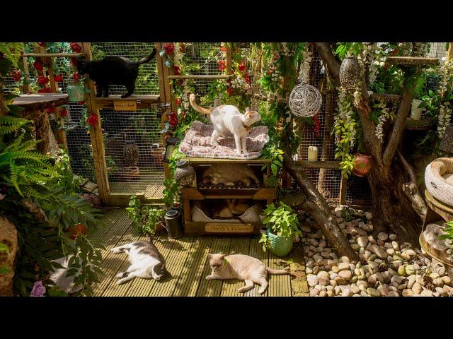 Video tour of my cats’ CATIO paradise!