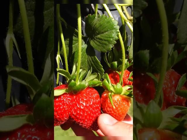 Strawberry or Red Gem !