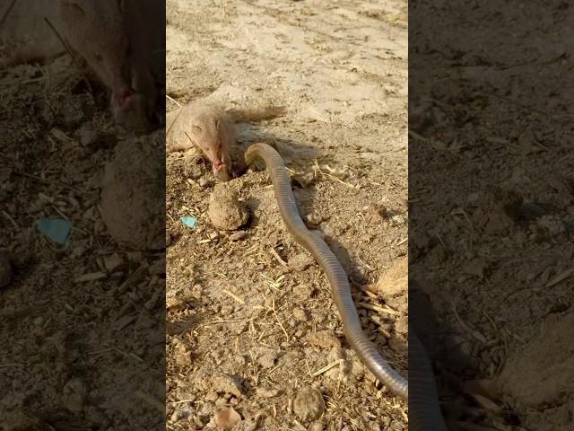 Mongoose attacked in cobra  #naagjogi #kingcobra