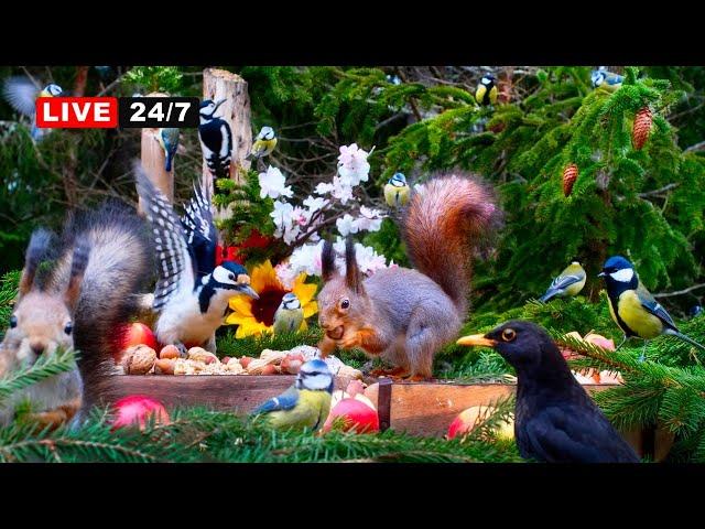 24/7 LIVE CAT TV NO ADS Red Squirrels and Adorable Little Birds️ Beautiful Nature Sounds️