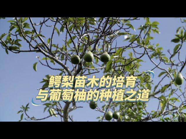 【生产者 Food Producers S2】鳄梨苗木的成长与葡萄柚的种植秘笈