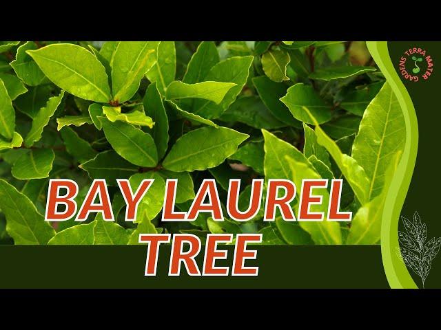 BAY LAUREL TREE Growth, Growing and Care Tips! (Laurus nobilis)