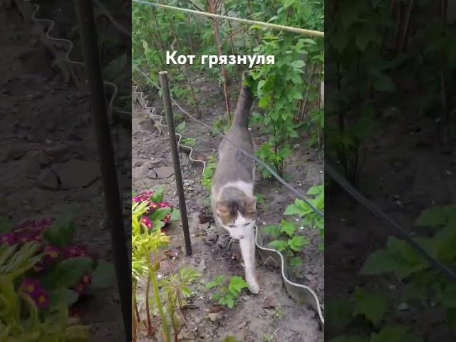 Кот грязнуля или купание в земле.