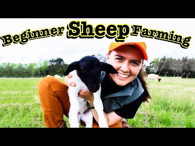 SHEEP FARMING FOR BEGINNERS // What I Wish We Knew Before Starting a Sheep Farm