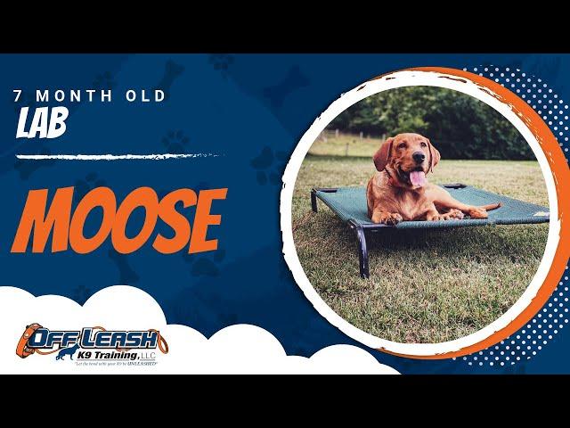 Lab Training Roanoke | Roanoke Dog Training Video