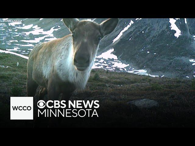 Caribou struggling after devastating wildfires in Canada