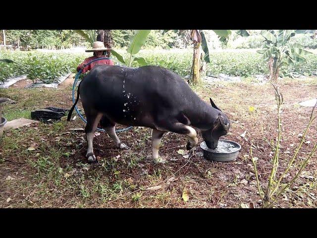 Talongan | Eggplant Farm | Papskang