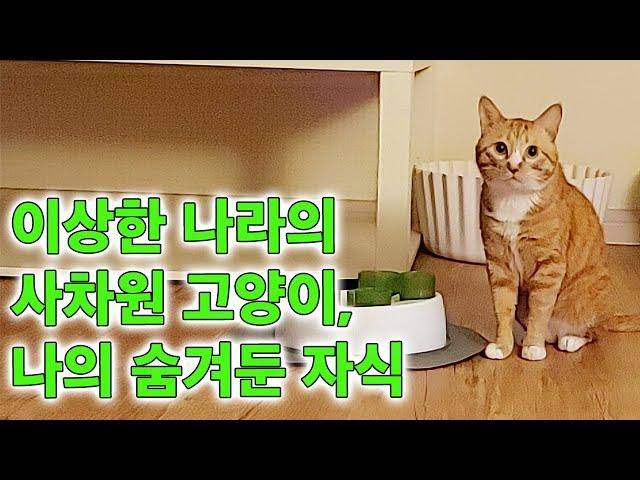 이상한 나라의 사차원 고양이, 나의 숨겨둔 자식