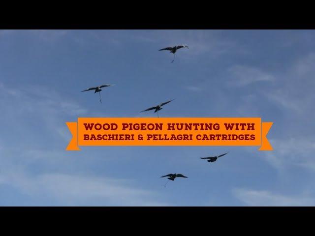 Wood pigeon hunting with Baschieri & Pellagri cartridges