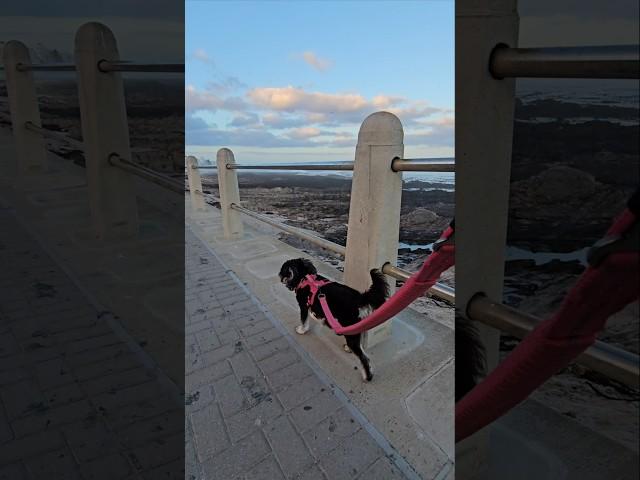 Miniature Schnauzer Early Morning Promenade Walk