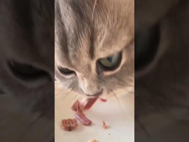 #cat #catcute #kitten #cute #highlights #catlover #cutecat #meat #highlights #cat #pets