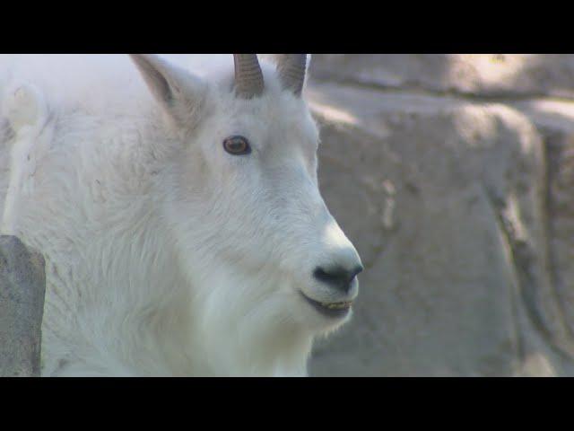 Researchers want everyone to leave the mountain goats alone on Mount Blue Sky