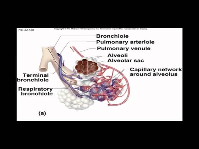 Internal and External Respiration
