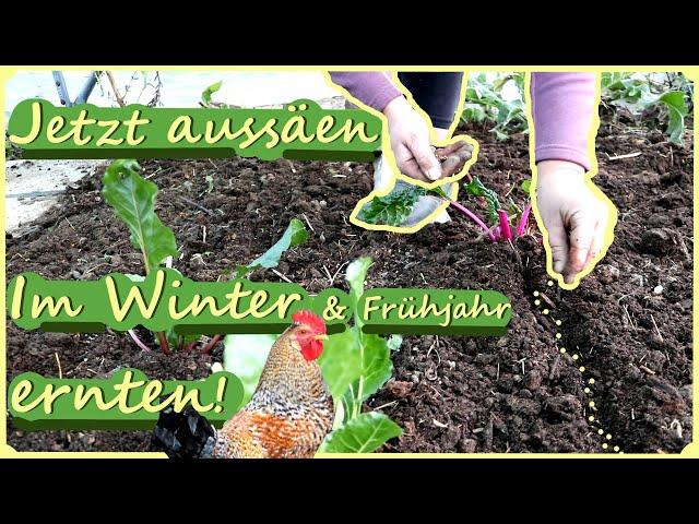 Gartenarbeit Oktober / November / Aussaat, ein Garten voller Elfen ‍️