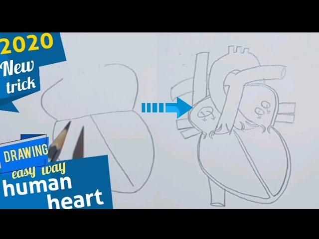 How to draw human heart easily/step by step for beginners
