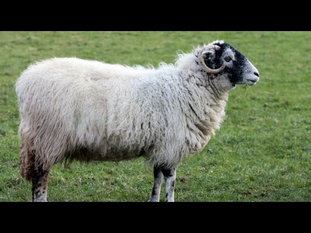 1 HOUR SHEEP SOUND EFFECTS BAA