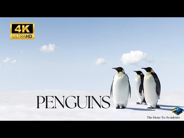 Playful Penguins: Dive into the World of Antarctic Cuties! #thehowtoacademy #penguin #4k