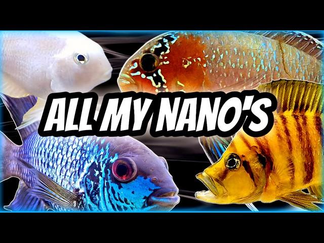 My Nano Aquarium Collection Tour & Future Plans