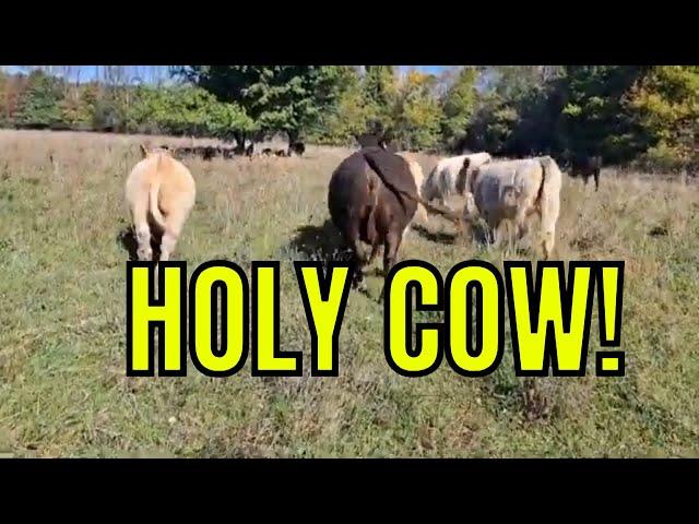 HOLY COW! | We Found A PIRATE Metal Detecting!