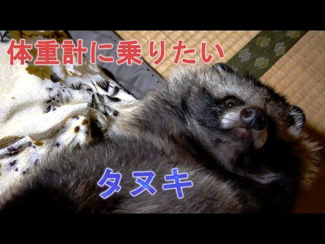 たぬきの一日( Tanuki's One day)