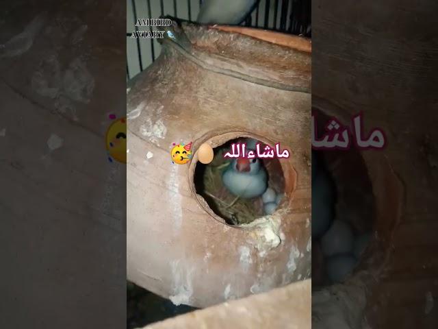 AM BIRD AVIARY JAVA  EGG SEASON 2023 TO 2024 #birds #lovebirds #birdcage #albino #birdaviary #bird