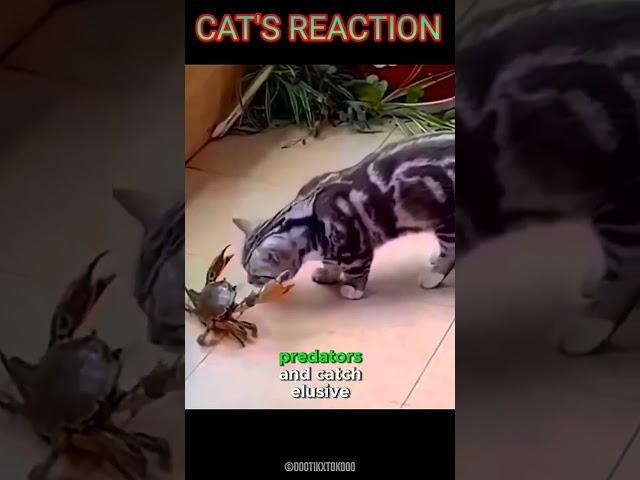 CAT'S REACTION#shorts #shortsyoutube #animals #pocketpaws tv#viral