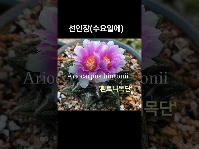 #선인장#케이가든#흰토니#Ariocarpushintonii#독일게발선인장