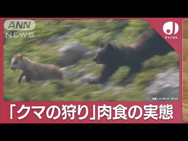 貴重映像を分析“クマの狩り”からみる生態と驚異の運動能力とは(2023年11月20日)