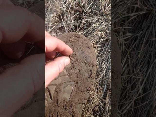 Золото что блестит. #деус #копатель #камрад #metaldetecting #клад