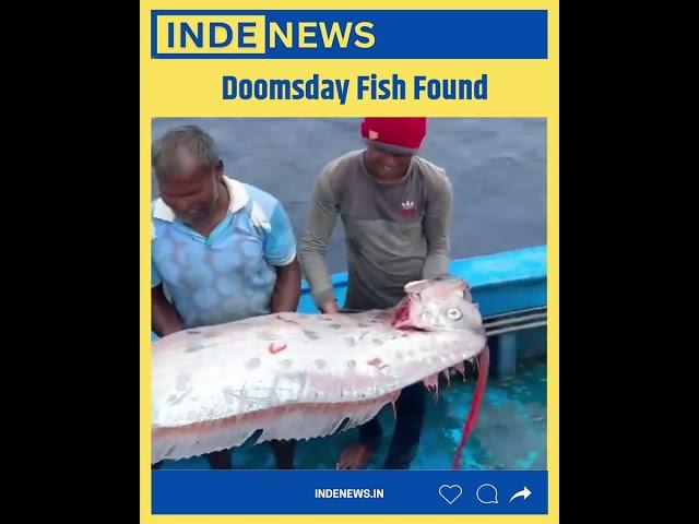 Fish That Brings Disaster ? INDE News