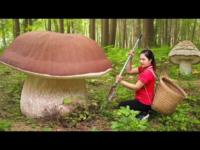 2 years living in the forest Harvesting Giant King Mushrooms Go to Market Sell | Lý Thị Hằng