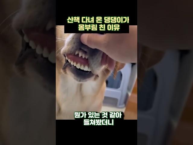 댕댕이 이빨이 유독 예뻤던 이유