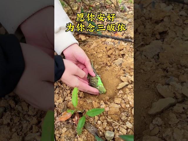 嗡嘛呢呗咪吽  |  256  |  #愿善良的人都能被世界温柔以待 #心诚则灵 #心存善念必有后福 #种善因才能得善果 #福报不是求来的是修来的