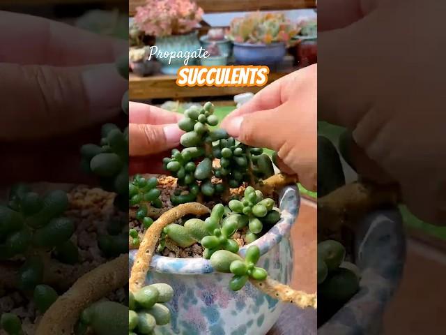 Easy Succulent Plants Care: A Beginner's Guide to Growing Beautiful Succulents