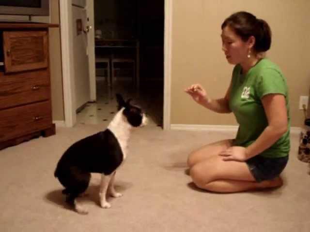 Boston Terrier Tricks