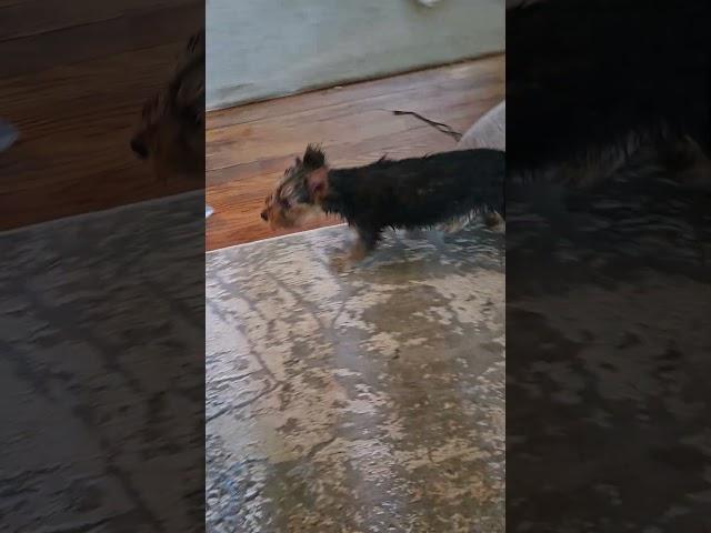 Tumble Dry Watson #puppy #yorkie #pets