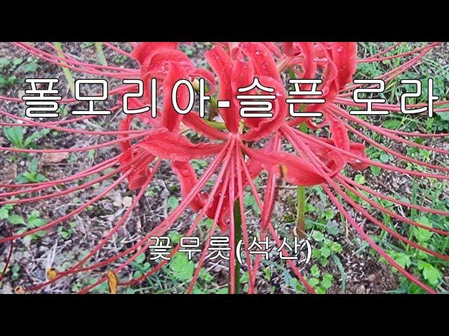 [시골풍경 숙면채널] 색소폰/ 폴모리아/슬픈 로라/꽃무릇(석산)