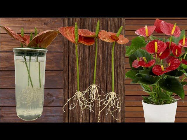 The fastest way to propagate Anthurium plants is to soak them in water.