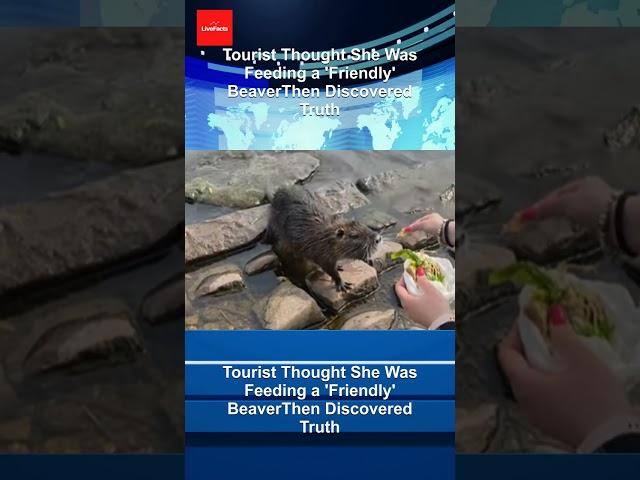 Tourist Thought She Was Feeding a 'Friendly' BeaverThen Discovered Truth