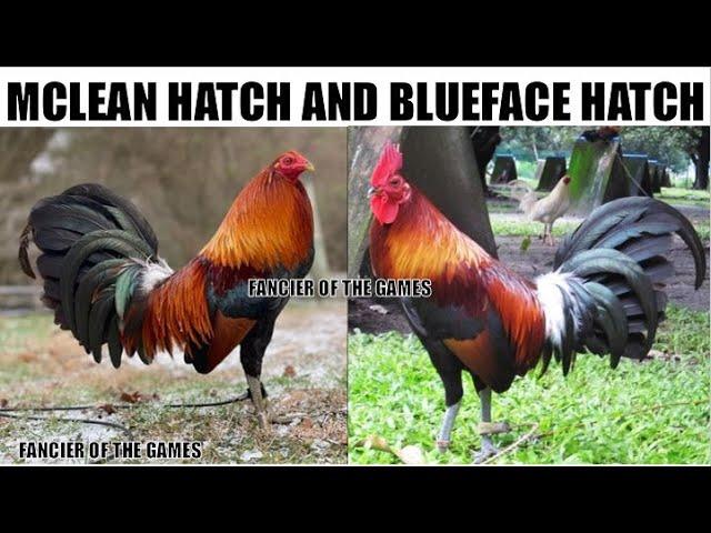 MCLEAN HATCH VS. BLUEFACE HATCH