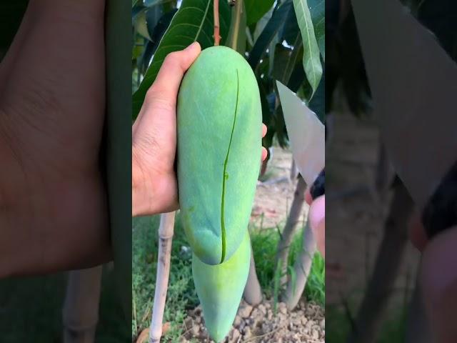  How To Cut Tasty Mango On My Farm ASMR | Fresh Fruit Cutting In My Farm