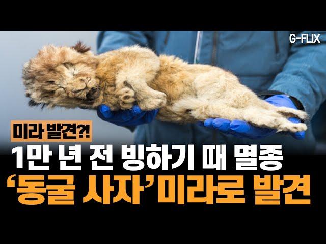 시베리아서 '발톱·수염 그대로'인 새끼 사자 미라 발견!?